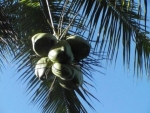 Coconuts above