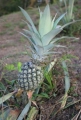 Pineapple growing on the finca