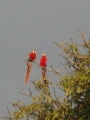 Macaws in the ceiba at Casa Amarilla